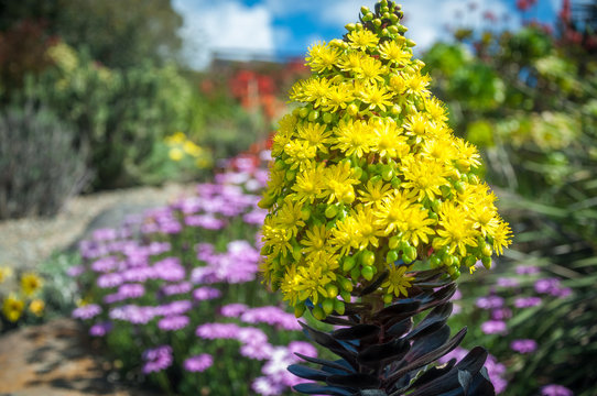 Striking yellow flowers of the succulent plant called Houseleek Tree, native to Canary Islands of the coast of Africa, here in Australian environment at a Botanic Garden in the Blue Mountains