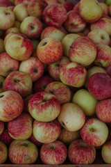 very full apple harvest