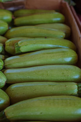 Summer Squash Gray Zucchini