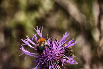Close-up view of violet flower, blured background