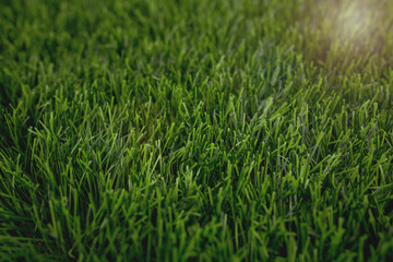 Sunshine grass background
