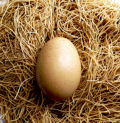 egg and nest close up background
