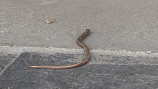 Slowworm on the way in the nature