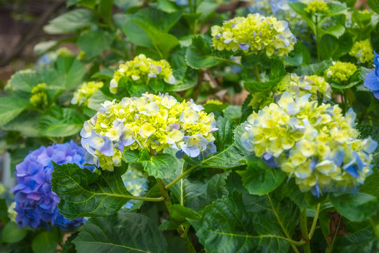 Purple and Yellow Hydrangea Flowers , hardy shrubs with large flower heads coming in different species and color varieties, here in garden beds at Sydney University, Australia.