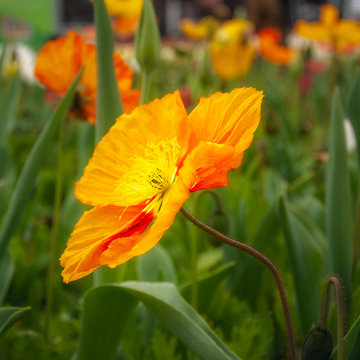 Colorful Orange Poppy in a field of flowers on a blurred background at Floriade Festival in Canberra in spring, Australian Capital Territory, Australia.