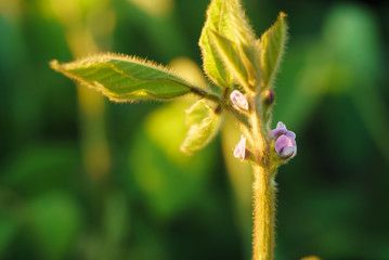 bloom of soy macro Young soybean plants with tiny flowers