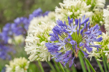 Striking Blue and White Agapanthus Flowers or 'Lily of the Nile' are very hardy plants and drought...