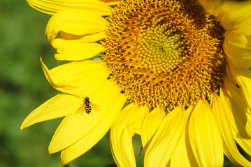 Middle of Sunflower Close-Up Sunflower close-up of flowers yellow