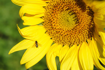 Obraz premium Middle of Sunflower Close-Up Sunflower close-up of flowers yellow