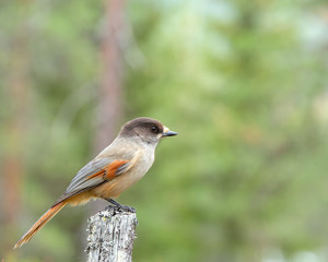 Siberian Jay sitting on an old stump