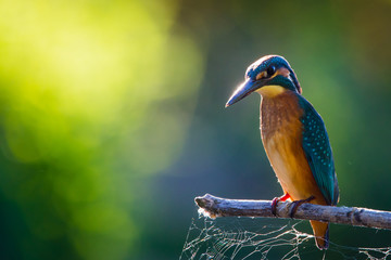 Common European Kingfisher or Alcedo atthis perched on a stick above the river and hunting for fish