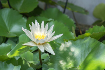 Photo of white lotus blooming