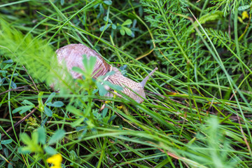 Big snail with green grass, close-up, cochlea and animal, natural