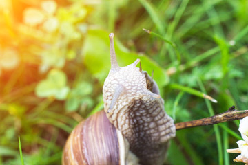 Big snail in the grass, macro, sun, cochlea and macrophotography