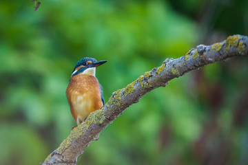 Common European Kingfisher or Alcedo atthis perched on a stick above the river and hunting for fish