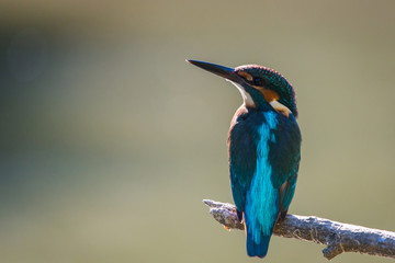 Common European Kingfisher or Alcedo atthis perched on a stick above the river and hunting for fish