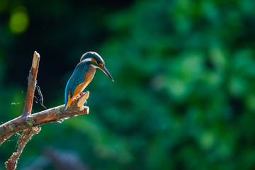 Common European Kingfisher or Alcedo atthis perched on a stick above the river and hunting for fish
