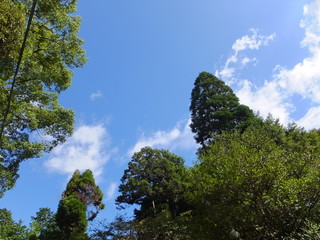 Obraz premium 神社の森