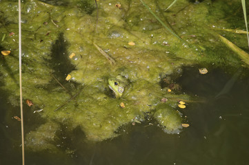 Iowa bullfrog (Lithobates catesbeianus) resting in Guthrie Center drainage ditch covered in filamentous algae