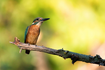 Kingfisher or Alcedo atthis perches on branch