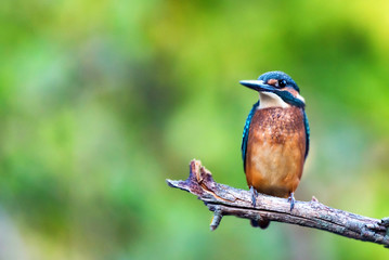 Kingfisher or Alcedo atthis perches on branch
