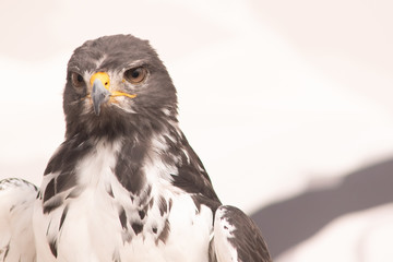 Close up Falcon.