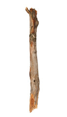 Tree branch isolated on white background
