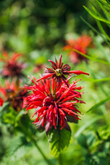 Crimson beebalm (Monarda) growing in the garden. Shallow depth of field.