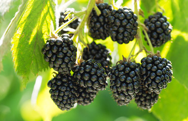 ripe blackberries in a garden