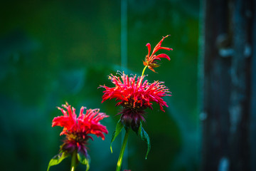 Crimson beebalm (Monarda) growing in the garden. Shallow depth of field.
