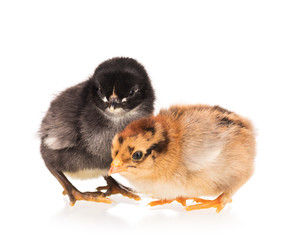 Cute newborn chickens