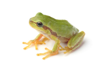 European tree frog (Hyla arborea) on white