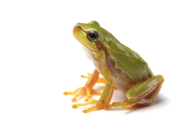 Small tree frog is looking up