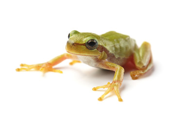 European tree frog (Hyla arborea) isolated on white