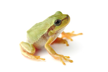 Small tree frog is looking up