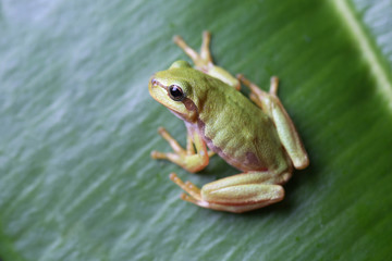 European tree frog sitting on green leaf
