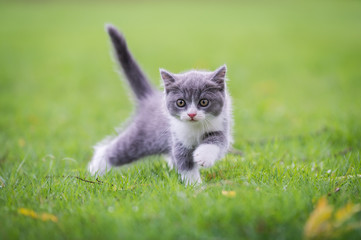 Naklejka na ściany i meble Cute kitten playing on the grass