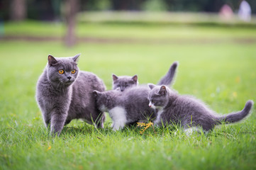 Cute kitten playing on the grass