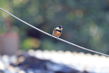 parus varius on a rope