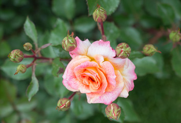 Obraz premium Blooming beautiful colorful roses in the garden background