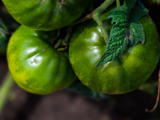 A green tomatos in a garden. Green tomatoes. Agriculture concept.