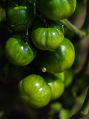 A green tomatos in a garden. Green tomatoes. Agriculture concept.
