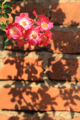  pink rosebush and shadows