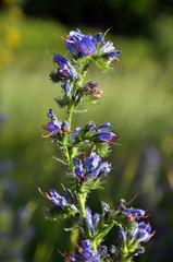 Stem and flowers of Echium vulgare