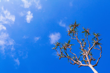 A Pandan tree, also known as a screw pine or pandanus palm. It is tree with trunk supported by aerial brace roots. Growing on ocean tropical beaches. Pandan leaves used as food flavoring and coloring