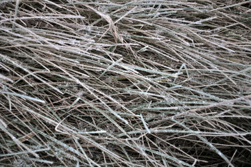 Background and texture with dry grass