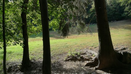 Landschaft Baum im Sommer II