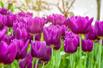 Group purple tulips. Spring landscape.selective focus.