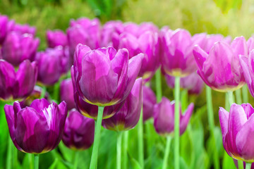 Group purple tulips. Spring landscape.selective focus.