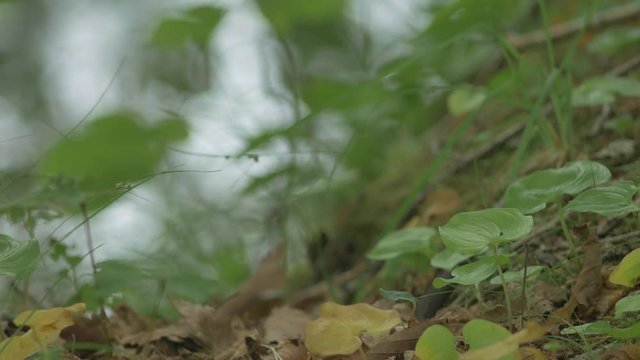 水辺に揺れる草